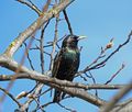 StarSturnus vulgaris 2.JPG