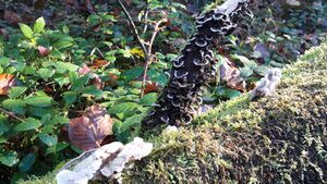 Tramete 20201106 18.jpg