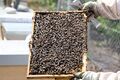 Flughafen-Bienen 03.jpg