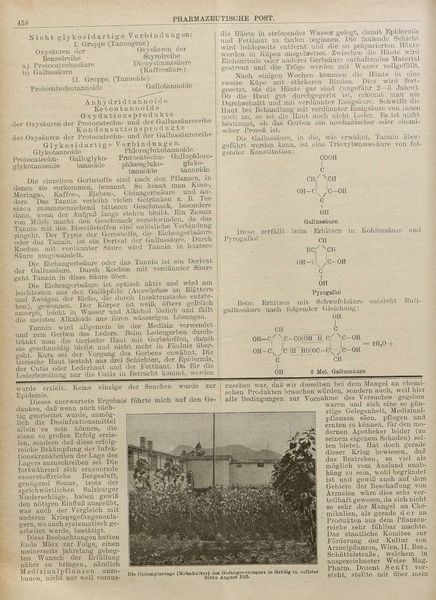Datei:Kriegsgefangenenlager Grödig Apotheke Arzneipflanzen Opium Mohn 1915.JPG