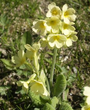 Schlüsselblume.jpg
