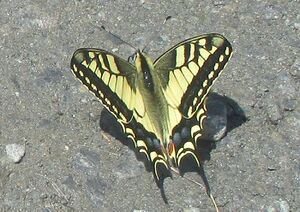 Schwalbenschwanz Mariapfarr 1 (27).JPG