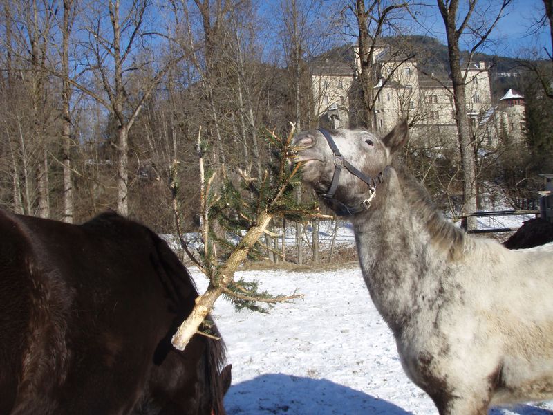 Datei:Kampf um den Christbaum.jpg