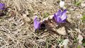 Krokusse 04.jpg