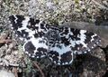 Schmetterling Steirischer Bodensee (1).jpg