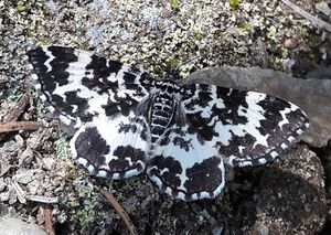 Schmetterling Steirischer Bodensee (1).jpg