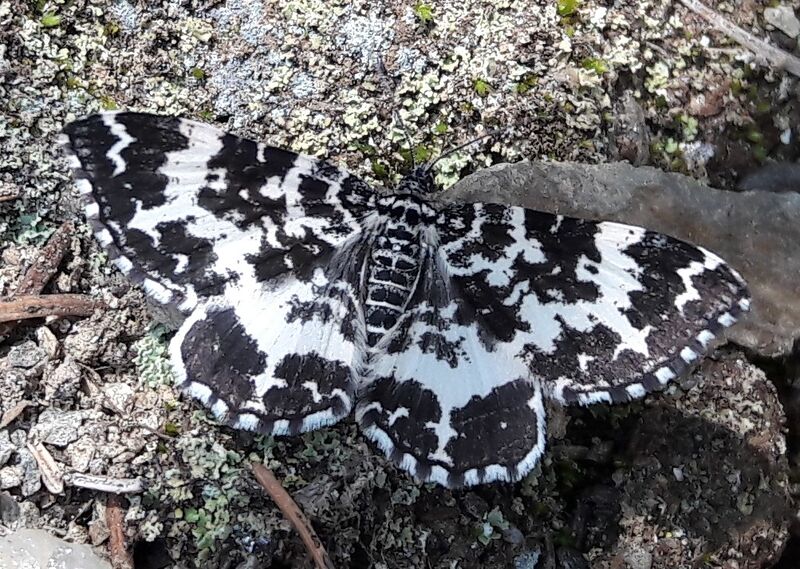 Datei:Schmetterling Steirischer Bodensee (1).jpg