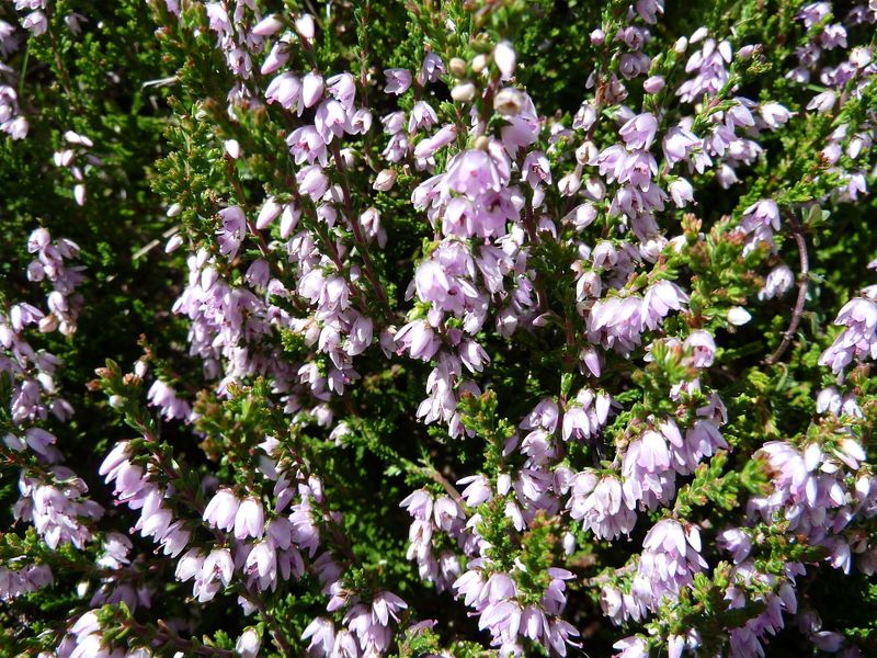 Datei:Besenheide, Moosalm.jpg