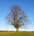 Vorschaubild der Version vom 17:59, 12. Jan. 2012