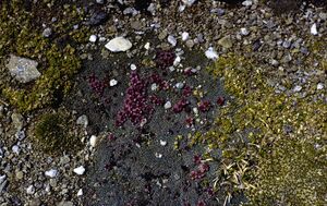 Burgstall Hoher Vegetation 02.jpg