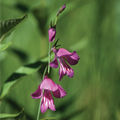 Gladiole.jpg