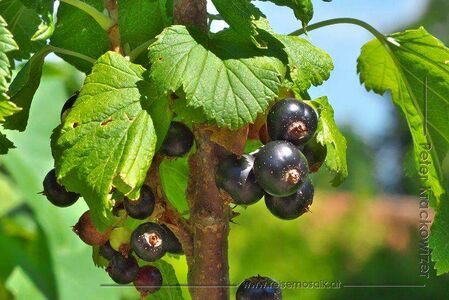 Schwarze Johannisbeere 02.jpg