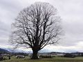 Vorschaubild der Version vom 20:43, 15. Jan. 2011