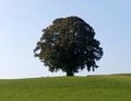 Vorschaubild der Version vom 17:28, 4. Okt. 2014