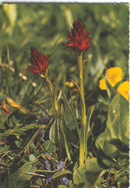 Datei:Kohlröserl Brunelle.jpg
