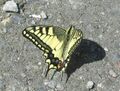 Schwalbenschwanz Mariapfarr 1 (26).JPG