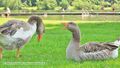 Vorschaubild der Version vom 20:33, 23. Jul. 2021