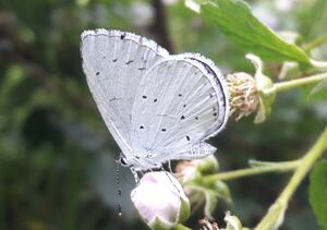 Schmetterling Kapruner Tal 1 (7).jpg