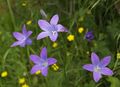 Glockenblume01.jpg