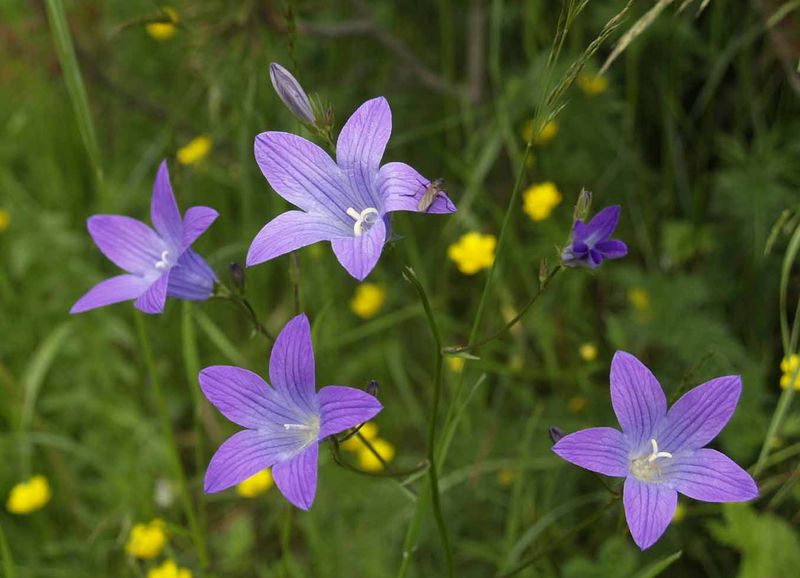 Datei:Glockenblume01.jpg
