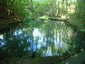 Waldteich beim Schloss Fuschl.jpg