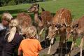 Wildpark Ferleiten 4.jpg