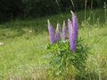 Blaue Lupinen2.jpg