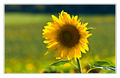 Sonnenblume.jpg