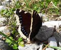 Trauermantel (Nymphalis antiopa) Saalfelden 20240330 3.jpg