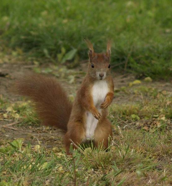 Datei:Eichhörnchen3.jpg
