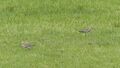 Großer Brachvogel Wenger Moor.JPG