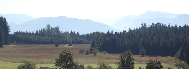 Datei:Holzinger Moos, Sommer 2009.jpg