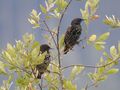 StarSturnus vulgaris6.JPG