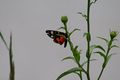 Vorschaubild der Version vom 14:57, 6. Jul. 2012