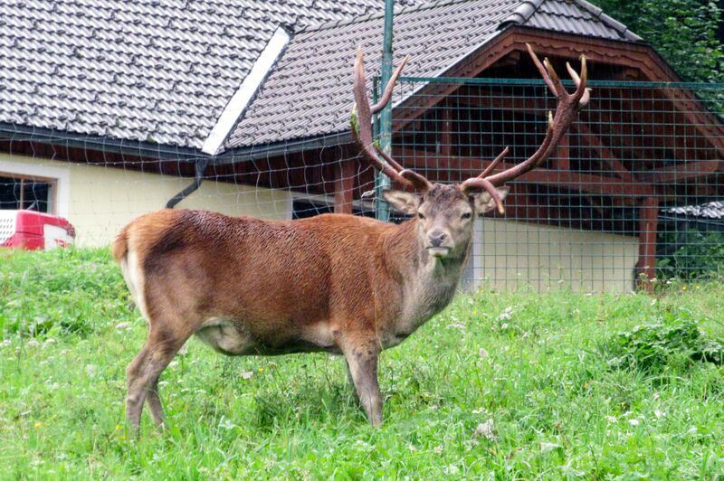 Datei:Kleefeldhirsch.jpg