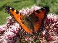 Kleiner Fuchs 03.09.2021 4.JPG