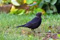 2025 08 25 Amsel in einem Garten in Neumarkt am Wallersee.jpg