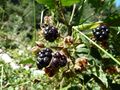Brombeeren, Grieser Graben.jpg
