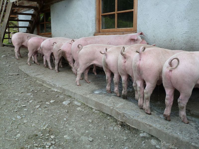Datei:P1070915.jpg