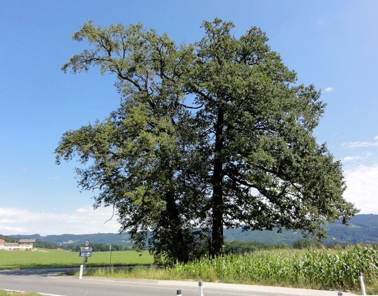 Datei:Göminger Eichen im Sommer.jpg
