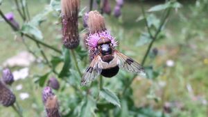 Gemeine Waldschwebfliege Tennfall Tweng 20250913 2 (1).jpg