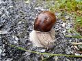 Weinbergschnecke Böndlsee (2).jpg