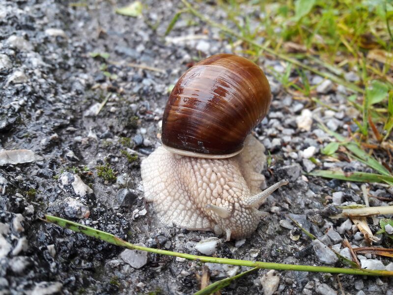 Datei:Weinbergschnecke Böndlsee (2).jpg