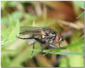 Fliege 02.jpg