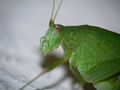 S Tiere 07.jpg.jpg