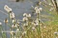 Eriophorum vaginatum Scheiden-Wollgras.jpg