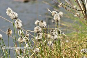 Eriophorum vaginatum Scheiden-Wollgras.jpg
