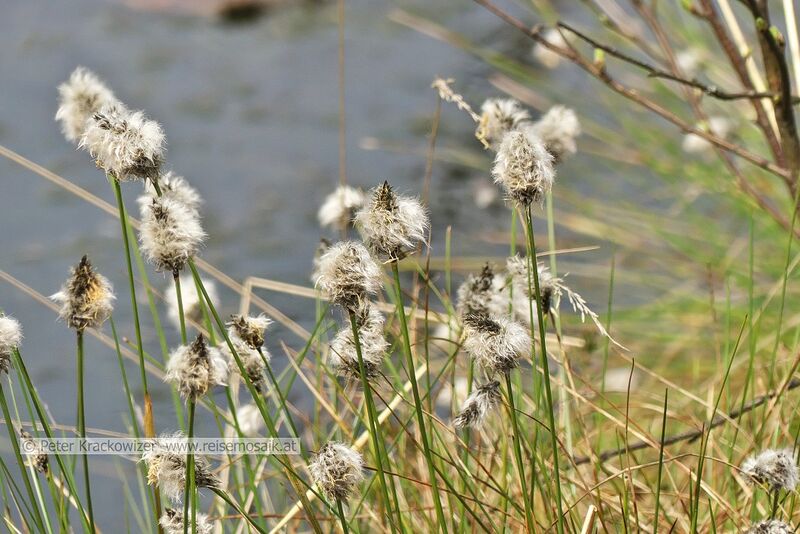 Datei:Eriophorum vaginatum Scheiden-Wollgras.jpg