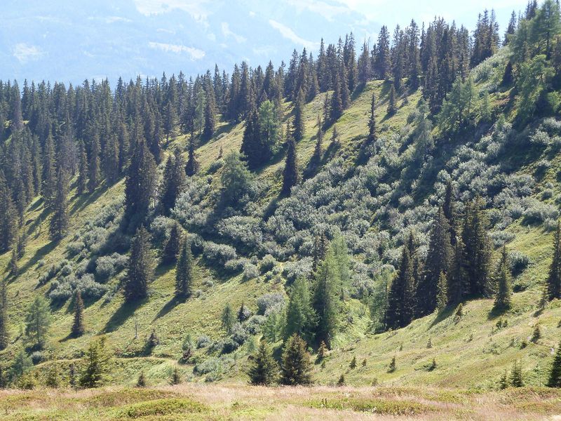 Datei:Grünerlenbewuchs.jpg