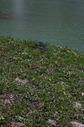 Naßfeld-Speicher glocknergruppe 09217 2010-07-14.jpg